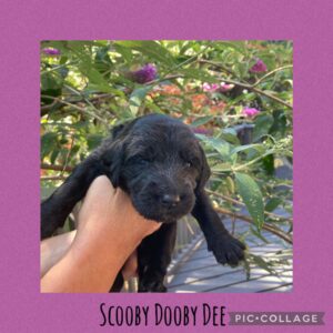 Tanya holding a Scooby Dooby Dee ofLabradoodle Love Cobble Hill_7-18-24<br />
