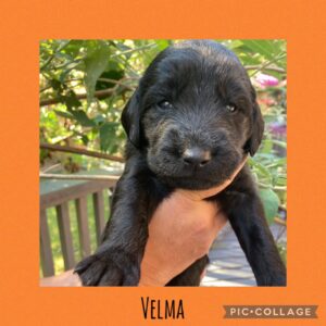 Velma being held by Tanya of Labradoodle Love Cobble Hill 250