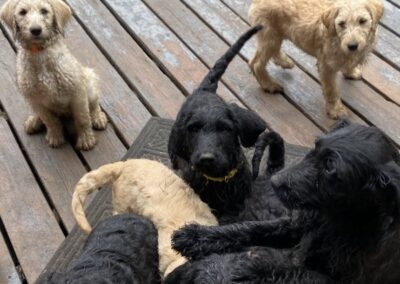a group of dogs on a deck
