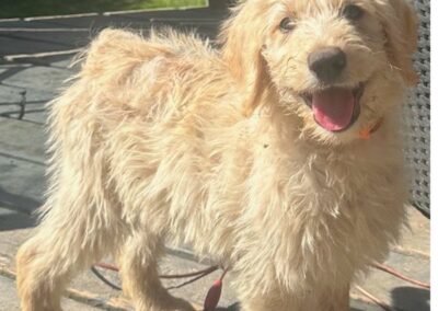 Di, F1 Labradoodle Puppy from LabradoodleLove in Duncan, BC