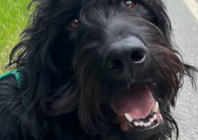 Fred, One of our Scooby Doo Litter from BC F1 Labradoodle Breeder, LabradoodleLove