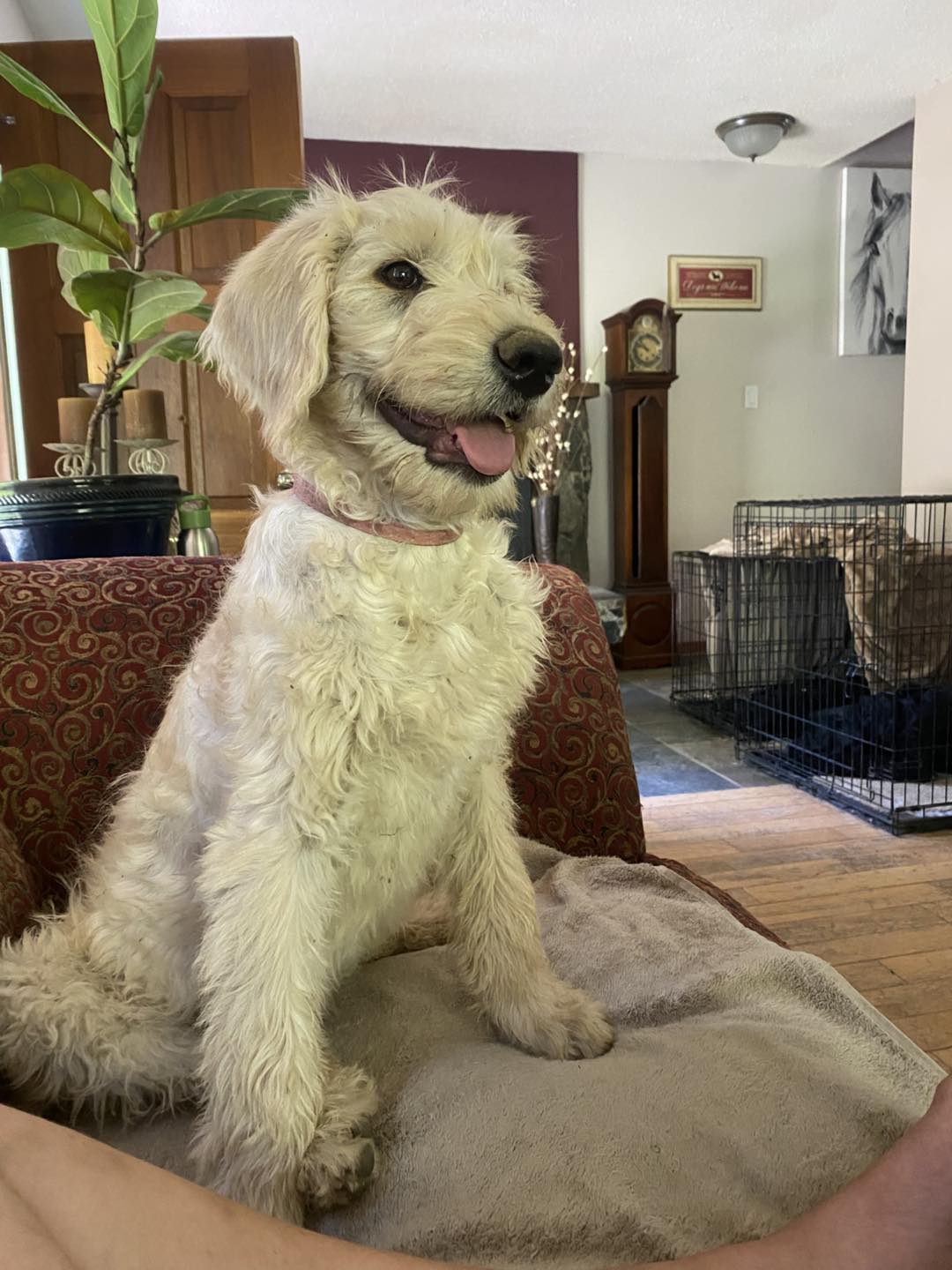 Labradoodle Puppy Diana sitting on a couch
