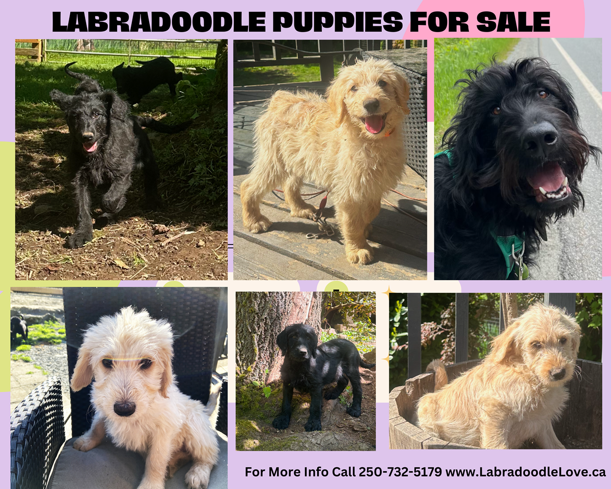 Labradoodle Love Puppies for Sale May 2025