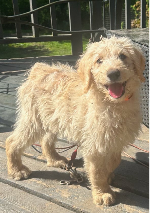 labradoodlelove-cobble-hill-labradoodle-gallery-05-mobile Di, F1 Labradoodle Puppy from LabradoodleLove in Duncan, BC