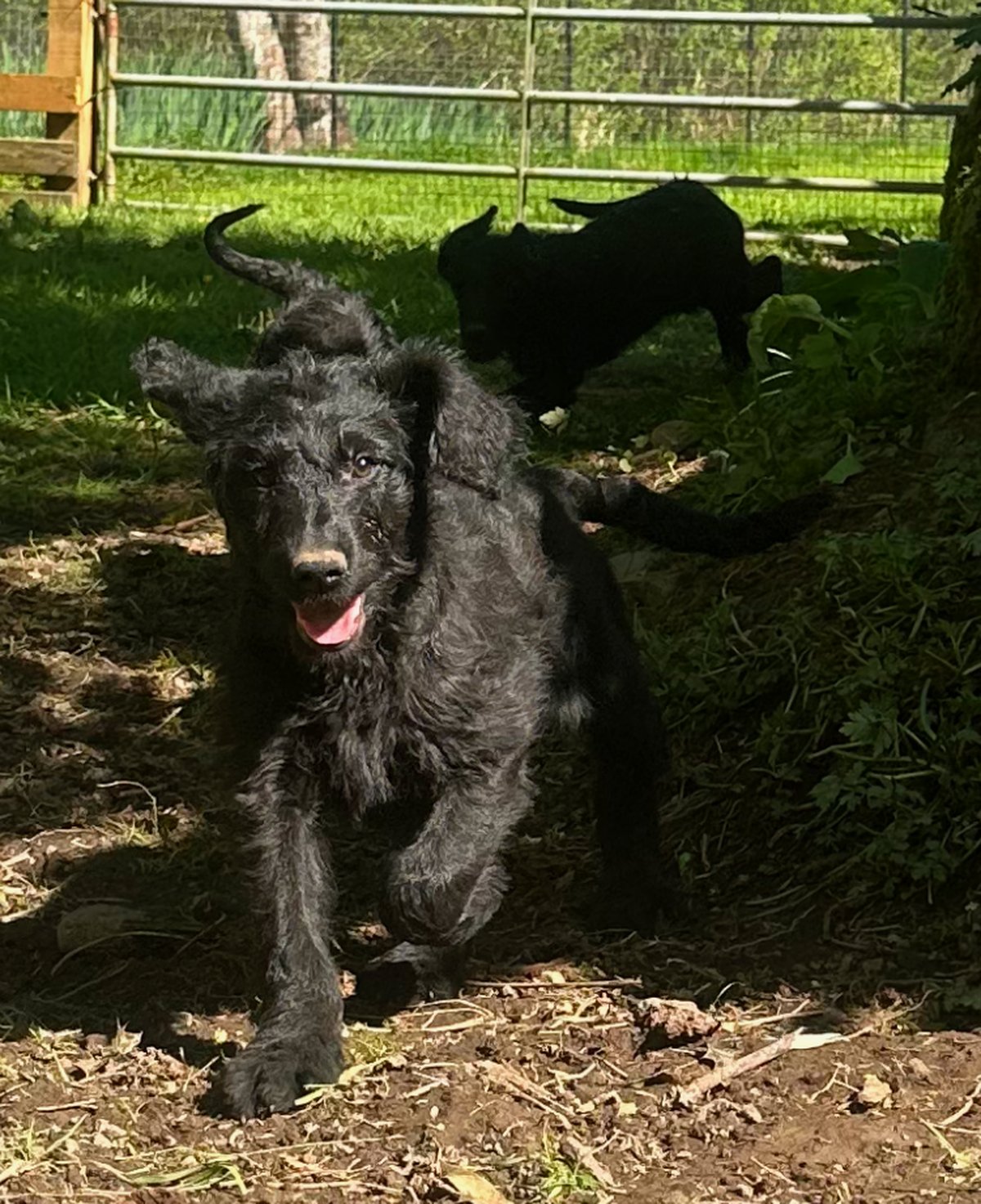 labradoodlelove-cobble-hill-labradoodle-gallery-07-desktop