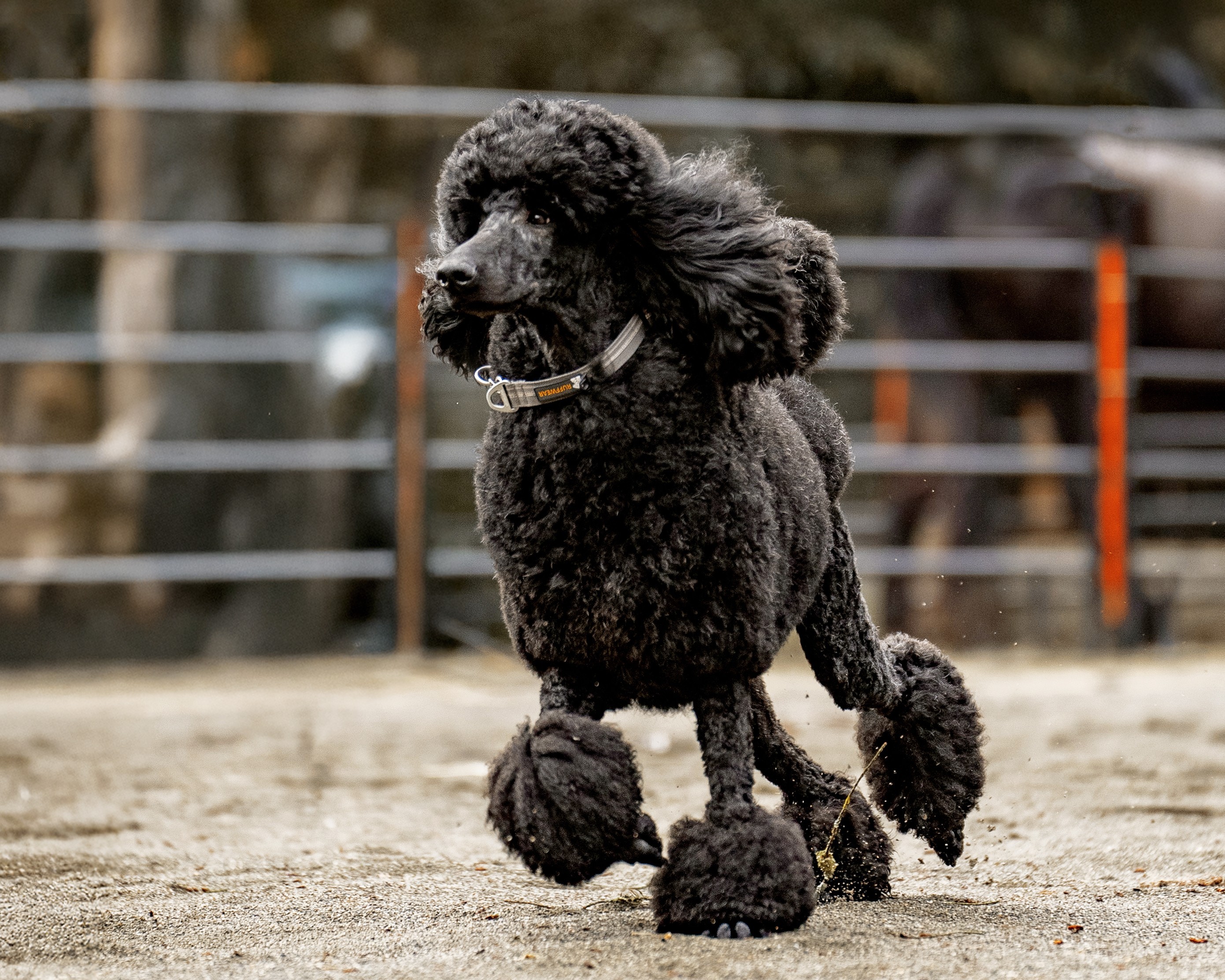 Cedar, our regal standard black poodle, enjoying outdoor playtime at LabradoodleLove.ca in BC Canada_24 Cedar, Magnificent Sire of The Puppies at LabradoodleLove, F1 Labradoodle Breeder, Vancouver Island BC Canada
