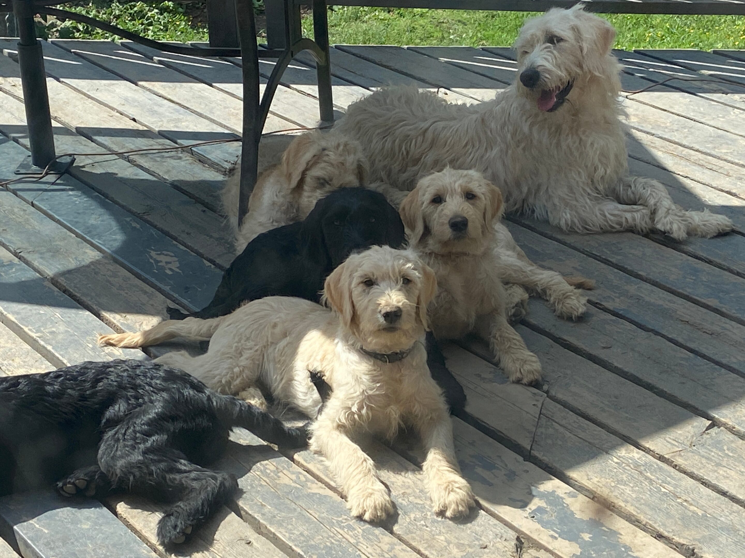Puppies Hanging Out At LabraDoodleLove F1 Labradoodle Breeder BC Labradoodle Puppies For Sale from F1 Labradoodle Breeder Nanaimo, BC