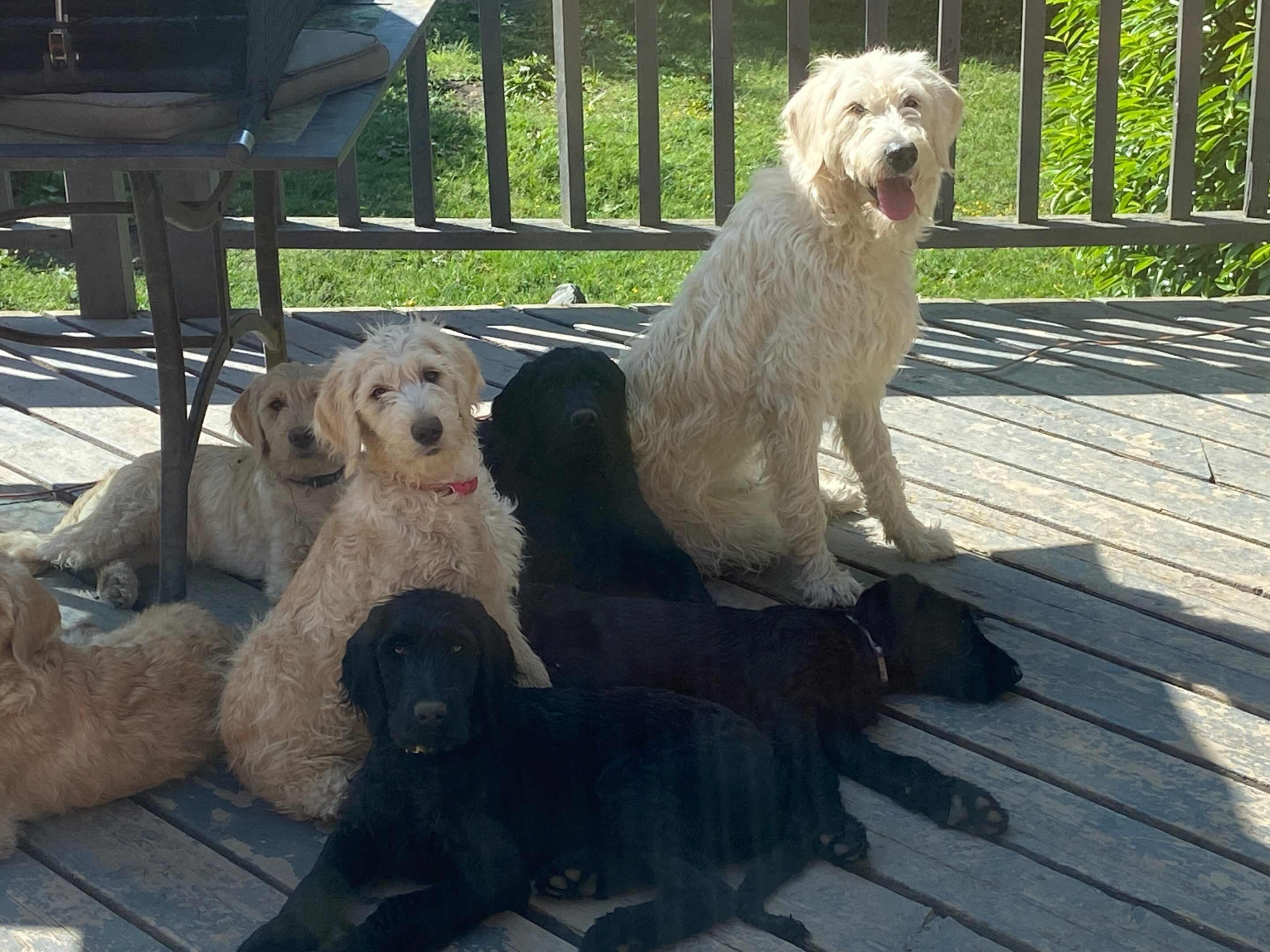Puppies Hanging Out At LabraDoodleLove F1 Labradoodle Breeder BC_2 F1 Labradoodle Breeder Vicoria BC
