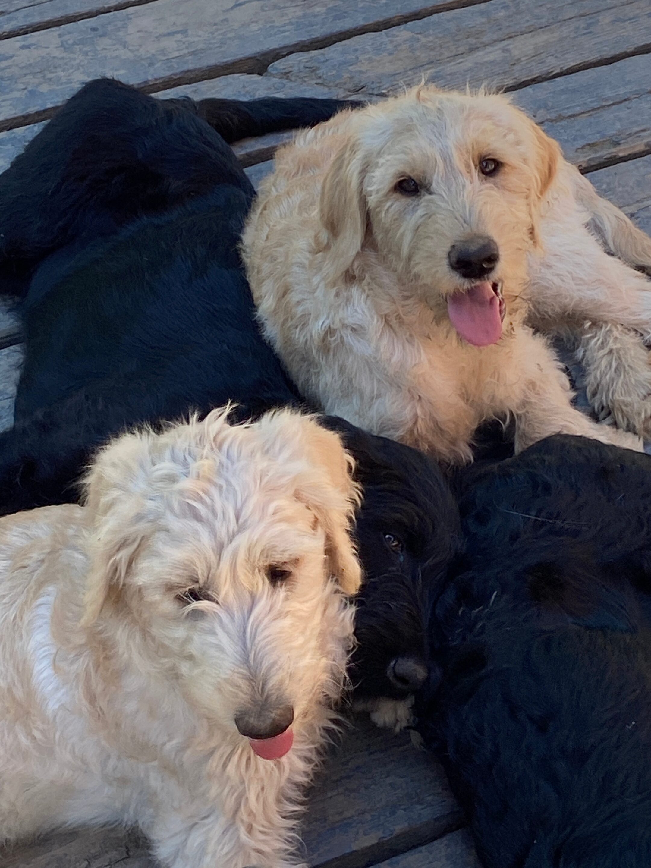 Puppies Hanging Out At LabraDoodleLove F1 Labradoodle Breeder BC_3 Puppies Relaxing at LabradoodleLove Vancouver Island