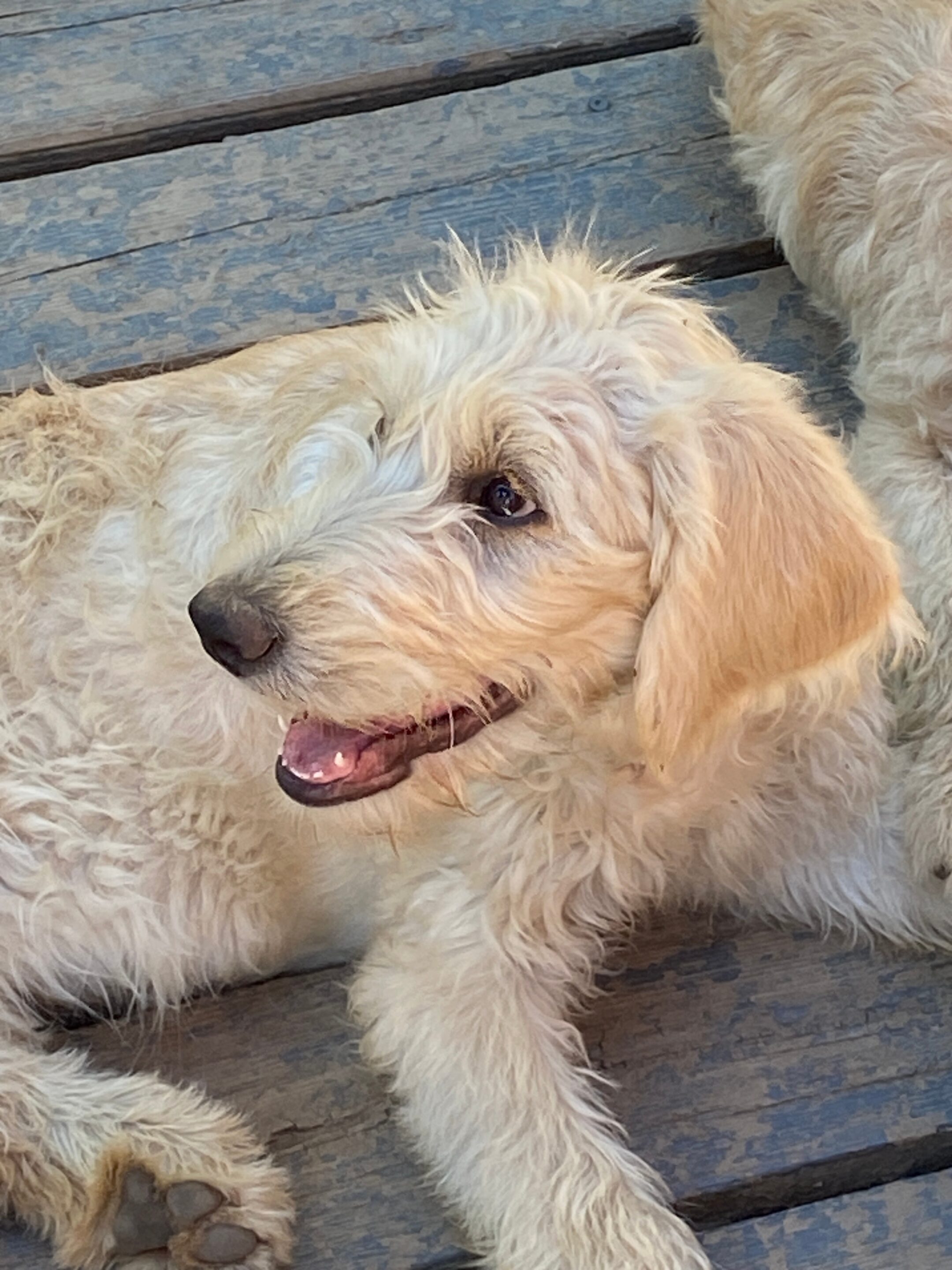 LabradoodleLove F1 Labradoodle Puppies For Adoption Vancouver BC